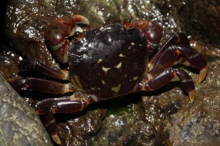 A small dark brown/purple crab on tidal rocks.