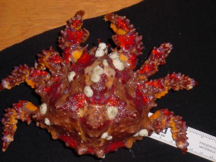 Photo of a bright red, spiky, king crab with white barnacles sitting on a ruler
