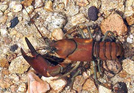 Photo of a reddiish brown signal crayfish with one very large front pincher