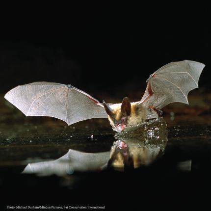 Western long-eared bat flies while drinking water