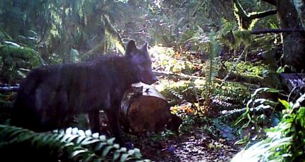 Wildlife cam photo of a dark gray / black wolf walking in the forest.