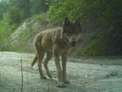 Wolf seen head-on walking towards the camera