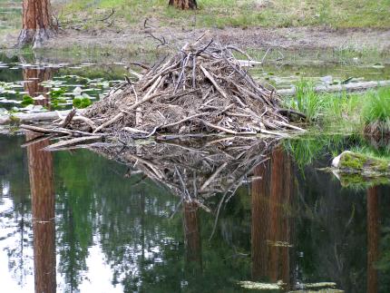 Beaver dam