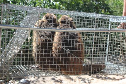 2 beavers in trap