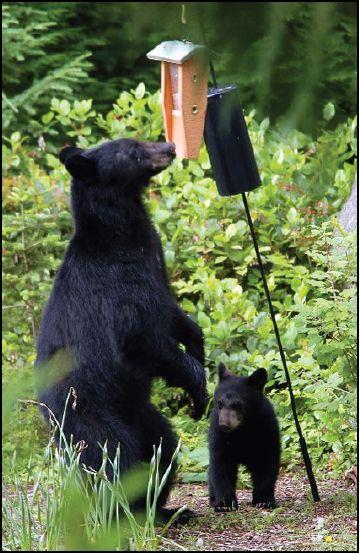 Black bear and cub raiding a bird feeder