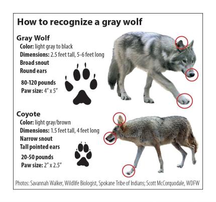 Distinguishing features between wolves and coyotes are highlighted
