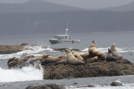 Sea lions with WDFW research boat