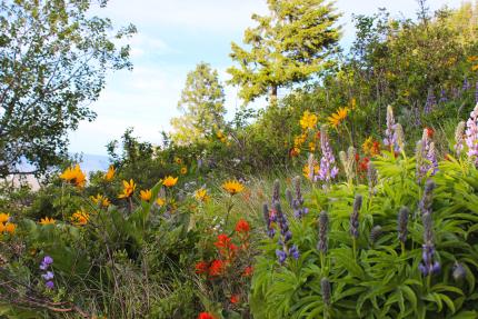 L.T. Murray Wildlife Area with flowers in spring