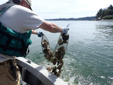WDFW biologist plants seeded oyster shells 
