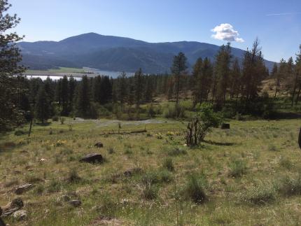 A meadow gives way to pine forest and mountains in the distance