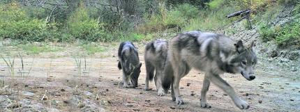 Three wolves walking down a path