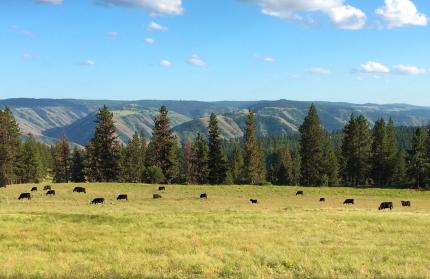 A herd of cattle graze WDFW managed proerpty in southeastern Washington