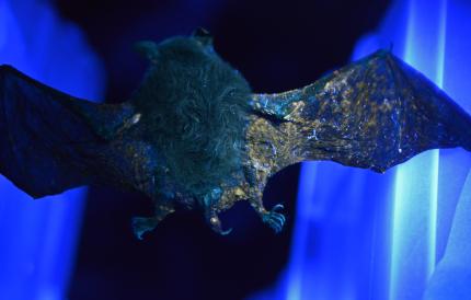A bat's wings glow in the dark under UV light