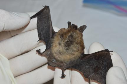 A veterinarian holds a sick bat with dehydrated wings