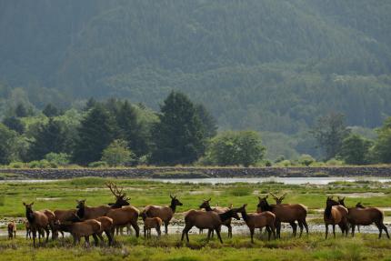 Elk herd in South Bend, Washington