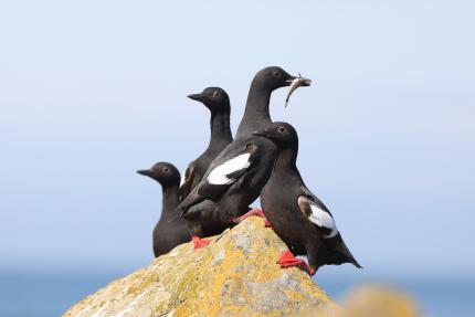 Pigeon guillemots