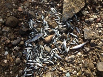 Small fish stranded in a dry canal