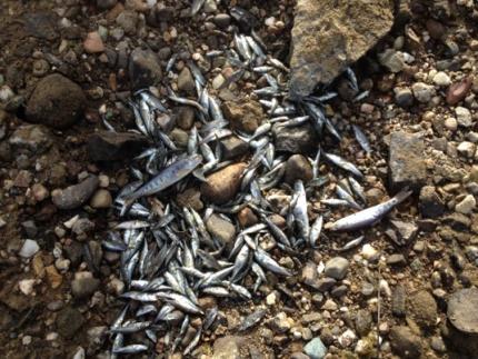 Small fish stranded in a dry canal