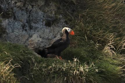 Tufted puffin  Oregon Department of Fish & Wildlife