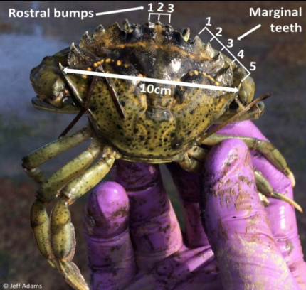 European green crab identification