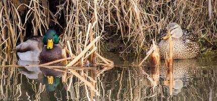 Two mallard ducks shelter in aquatic vegetation.