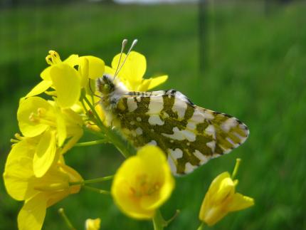 island marble butterfly