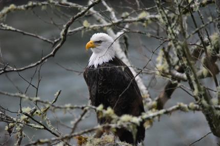 Bald eagle perched in a tree