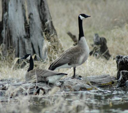 Canada goose shop used zone