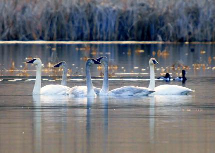 swans on lake