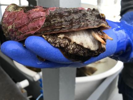 Pinto Abalone, tiny eyes looking out.