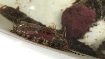 Pinto Abalone cruising around the tank