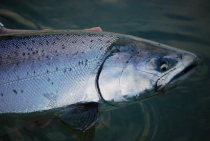 Endangered Species Act coverage for Puget Sound fisheries