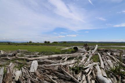 Wrack line of driftwood along Stillaguamish river