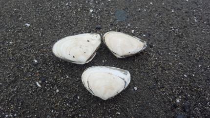 clam description