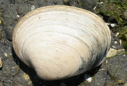Picture of a butter clam