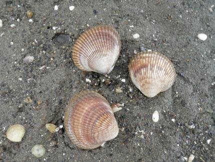 Picture of Nuttall's cockle clams