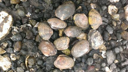 Picture of Manila Clams