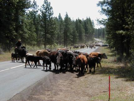 Producer driving cattle on the Klickitat Wildlife Area