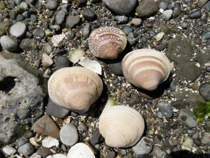 Picture of Native littleneck clams.