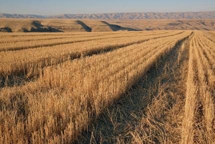 A wheat field on the George Creek Unit in Asotin County