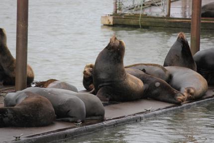 Sea lions on a dock in Astoria