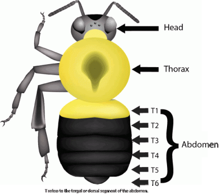 Bumble bee anatomy