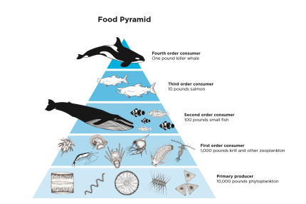 ocean food chain pyramid