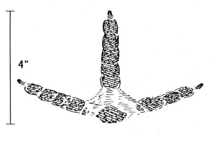 Drawing showing the size and dimensions of a wild turkey track