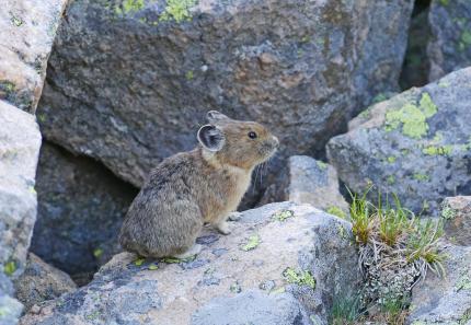 American pika in rocky habitat in the Okanogan National Forest