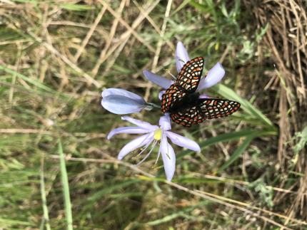 Taylor's checkerspot butterfly on a flower