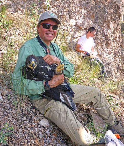 A WDFW biologist is sitting on the ground and holding a fledgling golden eagle for banding