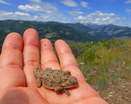 A WDFW biologist holds a pygmy short-horned lizard in his hand 
