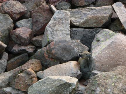 American pika in the North Cascades