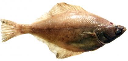 High definition photo of an English sole